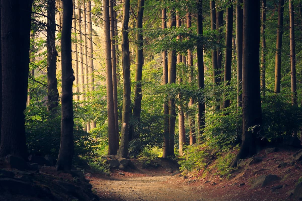 Sustainable materials and nature